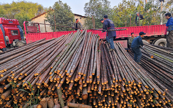 河道杉木樁施工工藝- 河道杉木樁專項施工方案