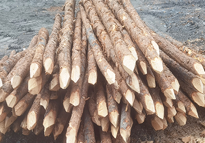 松木樁是干什么用的-為何選擇松木樁固堤-松木樁在工程上的應用