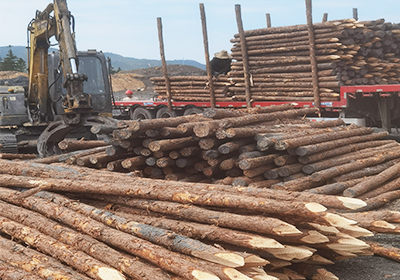 6米松木樁生產廠家批發價格多少？-松木樁如何選購？