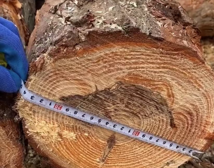 防汛用的松木樁原木