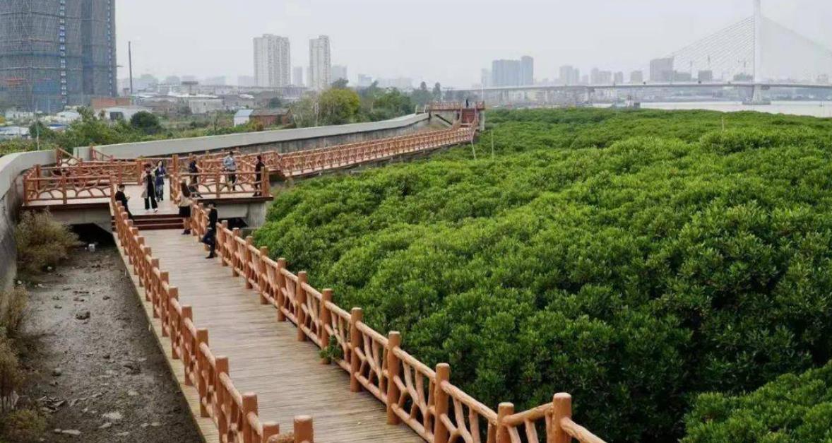 蒼南龍港紅樹林省級濕地公園河道清淤項目