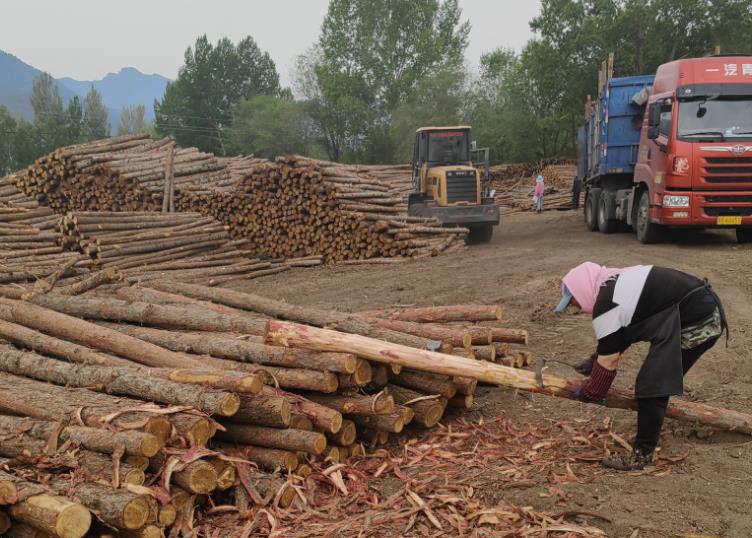園路松木樁施工規范